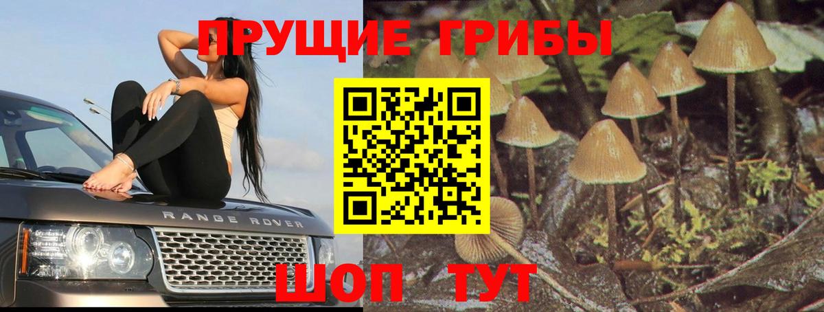 Галлюциногенные грибы Psilocybine cubensis Кизляр